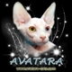Аватара пользователя