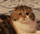 Аватара пользователя