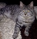 Аватара пользователя
